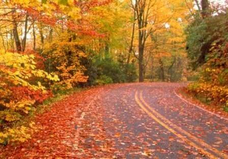 Fall Colors